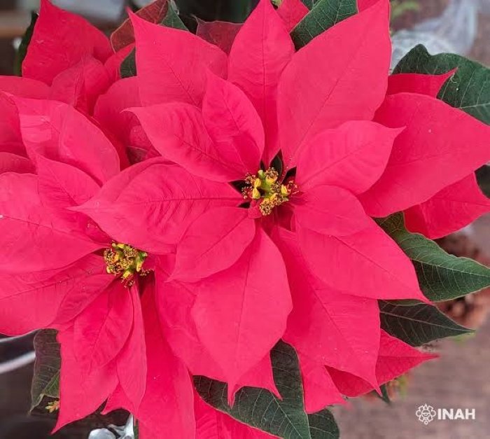 Noche Buena, Yucatán, Lupita