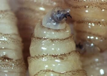 Salud, Gusano barrenador