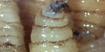 Salud, Gusano barrenador