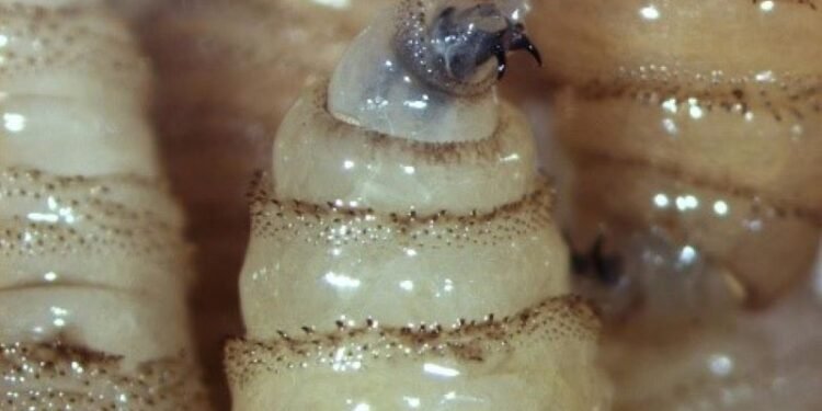 Salud, Gusano barrenador