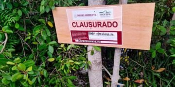 Profepa cierra 2025 con operativos: madera ilegal y fauna aseguradas