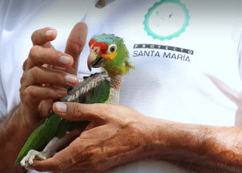 Tráfico de loros sigue impune por lagunas legales en Yucatán