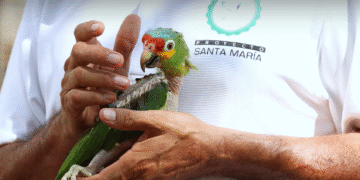 Tráfico de loros sigue impune por lagunas legales en Yucatán