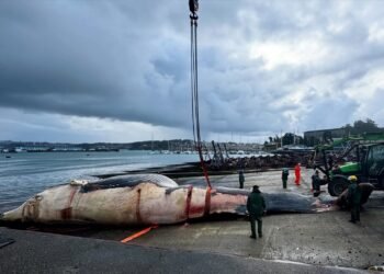 Operativo extraordinario, retiran del mar una ballena de 30 toneladas en España
