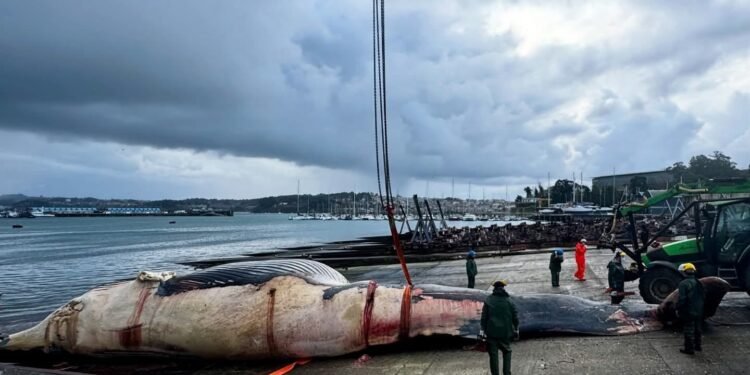 Operativo extraordinario, retiran del mar una ballena de 30 toneladas en España