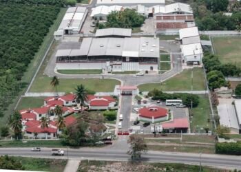 Planta clave contra gusano barrenador avanza en Chiapas