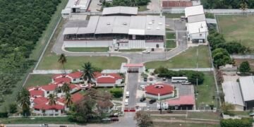 Planta clave contra gusano barrenador avanza en Chiapas