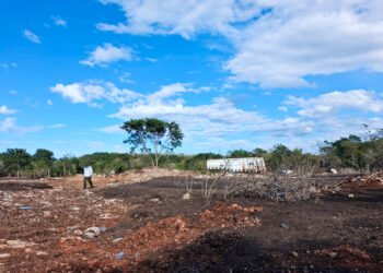 Profepa clausura predio en Kinchil por remoción ilegal de vegetación forestal
