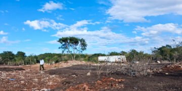 Profepa clausura predio en Kinchil por remoción ilegal de vegetación forestal