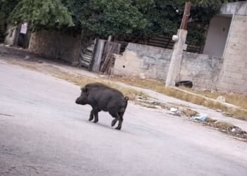 Pumba yucateco anda suelto: Cochino de monte sorprende a vecinos al correr por calles de Mérida