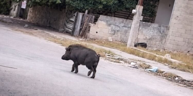 Pumba yucateco anda suelto: Cochino de monte sorprende a vecinos al correr por calles de Mérida