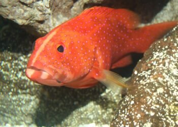 Prevén 5 mil toneladas de mero para la Cuaresma