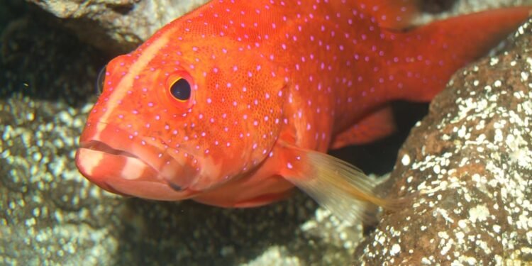 Prevén 5 mil toneladas de mero para la Cuaresma