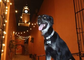 El director más perruno de Mérida, conoce a Kalimán