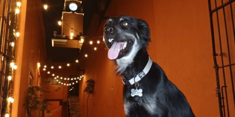 El director más perruno de Mérida, conoce a Kalimán