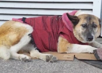 Lobita se queda: jueza frena desalojo de perrita en hospital de Morelia