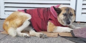 Lobita se queda: jueza frena desalojo de perrita en hospital de Morelia