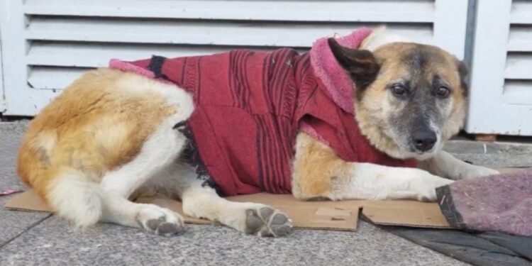 Lobita se queda: jueza frena desalojo de perrita en hospital de Morelia