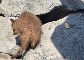 Mapaches enfermos de sarna generan preocupación en Tampico