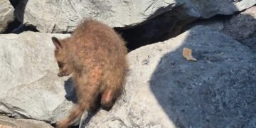 Mapaches enfermos de sarna generan preocupación en Tampico