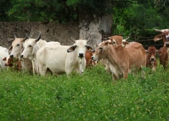 Casos de gusano barrenador se extienden a 99 de 106 municipios