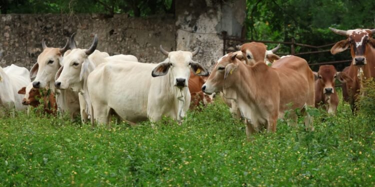 Casos de gusano barrenador se extienden a 99 de 106 municipios