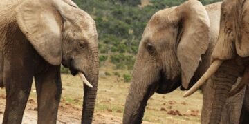 Elefantes rescatados encuentran refugio en el primer santuario de Europa