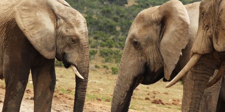 Elefantes rescatados encuentran refugio en el primer santuario de Europa