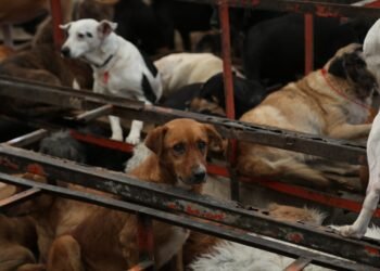 Autoridades rescatan animales del Refugio Franciscano en CDMX tras denuncias de maltrato