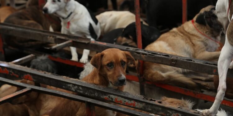 Autoridades rescatan animales del Refugio Franciscano en CDMX tras denuncias de maltrato