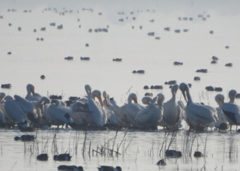 Vuelven a casa tras 15 años: pelícanos blancos regresan al Lago de Texcoco