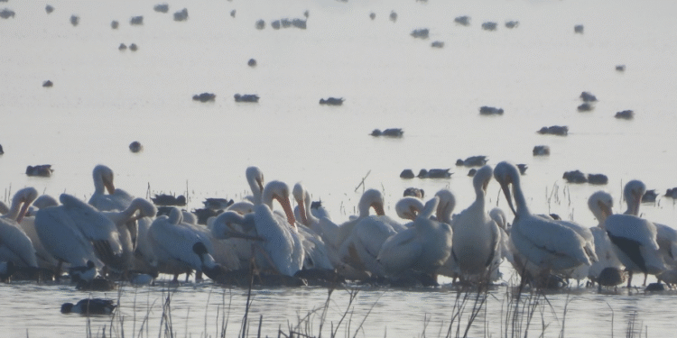 Vuelven a casa tras 15 años: pelícanos blancos regresan al Lago de Texcoco