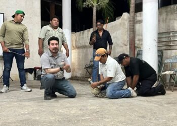 Guardianes del cocodrilo: la cruzada de Río Lagartos para defender al gigante del manglar