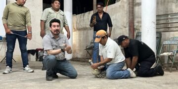 Guardianes del cocodrilo: la cruzada de Río Lagartos para defender al gigante del manglar