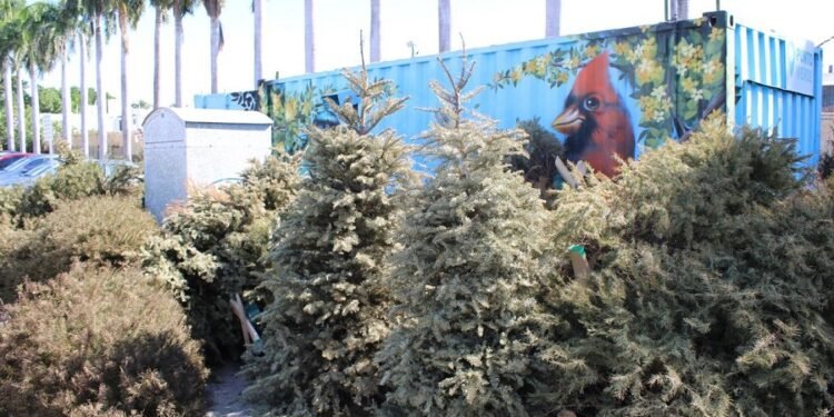 Habilitan puntos de acopio para árboles de Navidad