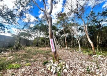 Clausura la Profepa obras dentro de la reserva de Dzibilchaltún