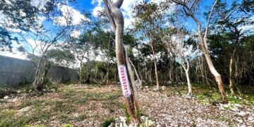 Clausura la Profepa obras dentro de la reserva de Dzibilchaltún