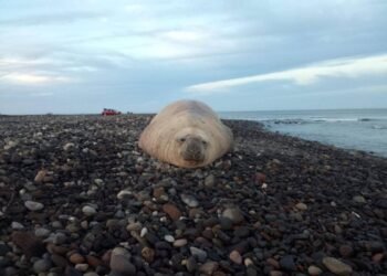 Turista VIP: elefante marino llega sin reservación a playa de Nayarit
