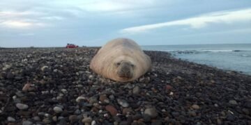Turista VIP: elefante marino llega sin reservación a playa de Nayarit