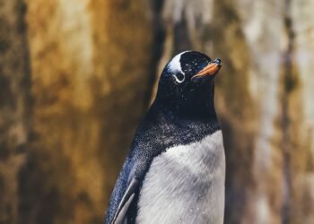 ¿Te gustan los pingüinos? ¡Adopta uno gratis!