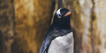 ¿Te gustan los pingüinos? ¡Adopta uno gratis!