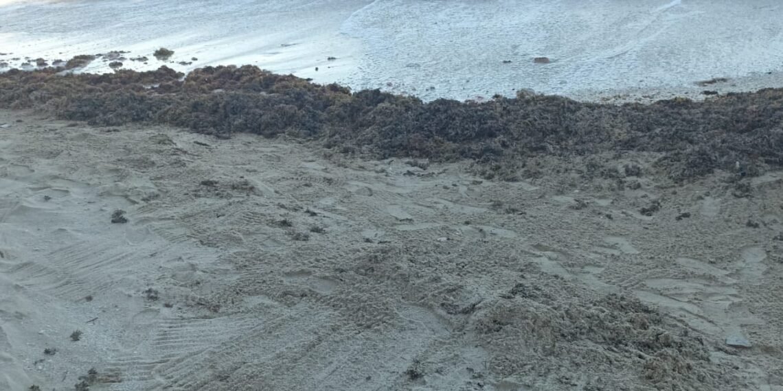 Sargazo rebasa a Chelem y lanzan llamado urgente a la comunidad