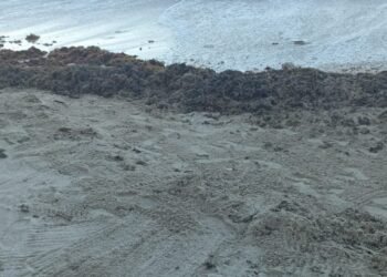 Sargazo rebasa a Chelem y lanzan llamado urgente a la comunidad