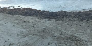 Sargazo rebasa a Chelem y lanzan llamado urgente a la comunidad