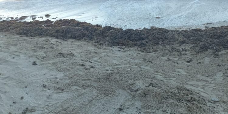 Sargazo rebasa a Chelem y lanzan llamado urgente a la comunidad