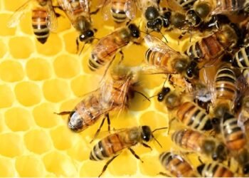 Crean Red de Apicultura y Meliponicultura 2026 que blindará el sector y la biodiversidad