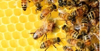 Crean Red de Apicultura y Meliponicultura 2026 que blindará el sector y la biodiversidad