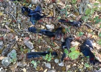 Bajas temperaturas en Yucatán provocan muerte de aves silvestres