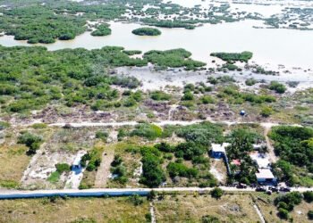 Manglar bajo amenaza en Chelem; Profepa clausura obras ilegales