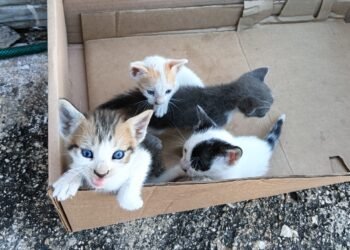 ¿Adoptaste un michi? Su historia te puede dar boletos gratis para el concierto de Shakira